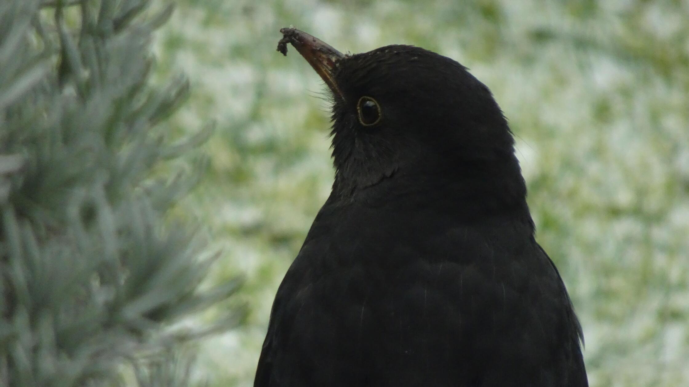 Gar nicht so leicht vor die Linse zu bekommen: Vög