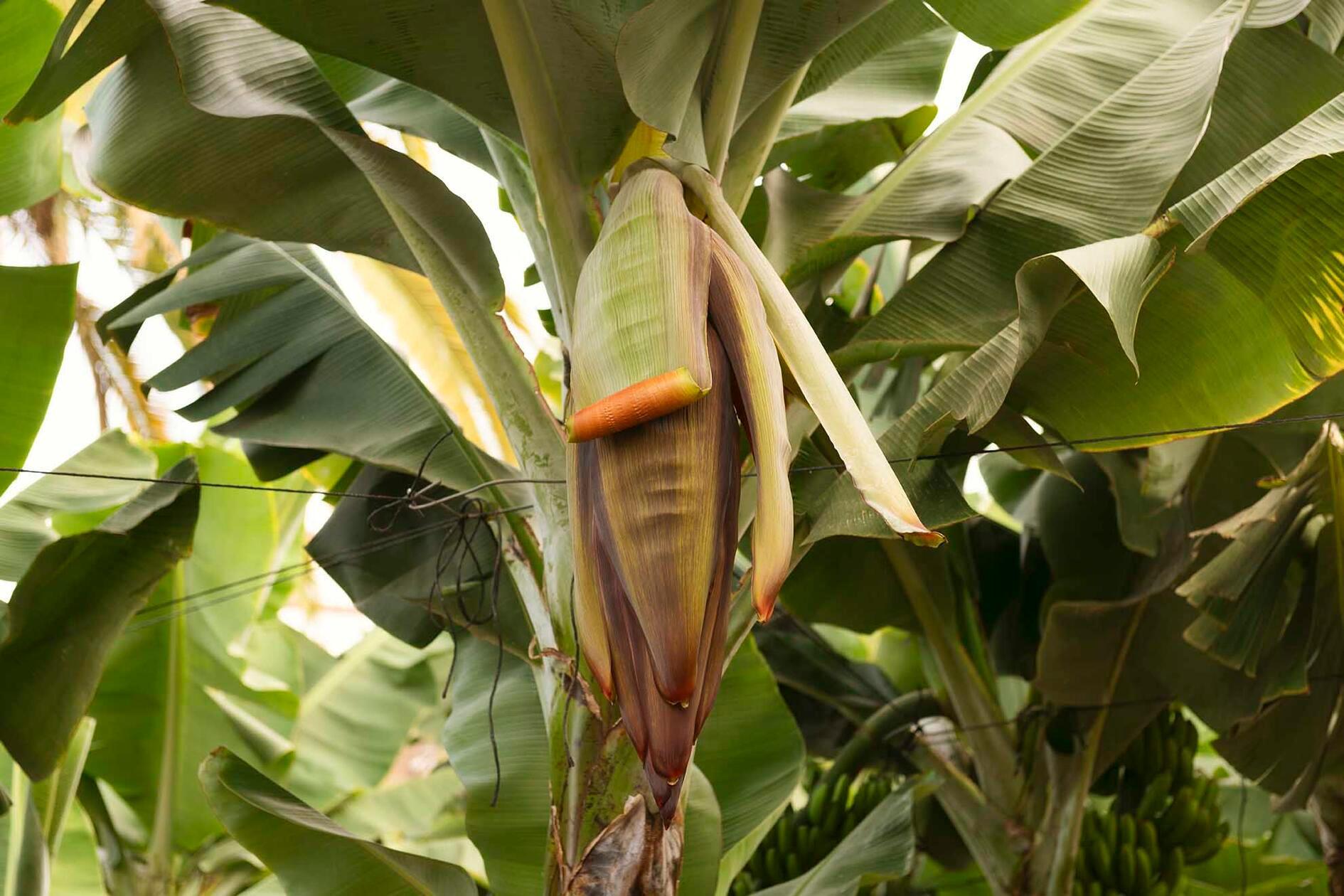Das Anbauprodukt Nummer 1 auf Teneriffa: die Banane