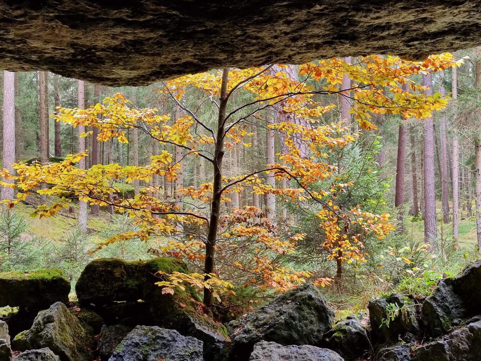 Dieses Foto hat uns unser Leserfotograf Dietmar Walther von seiner Wanderung im Veldensteiner Forst geschickt.