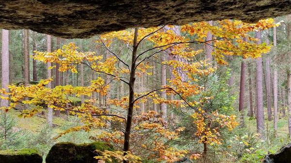 Dieses Foto hat uns unser Leserfotograf Dietmar Walther von seiner Wanderung im Veldensteiner Forst geschickt.