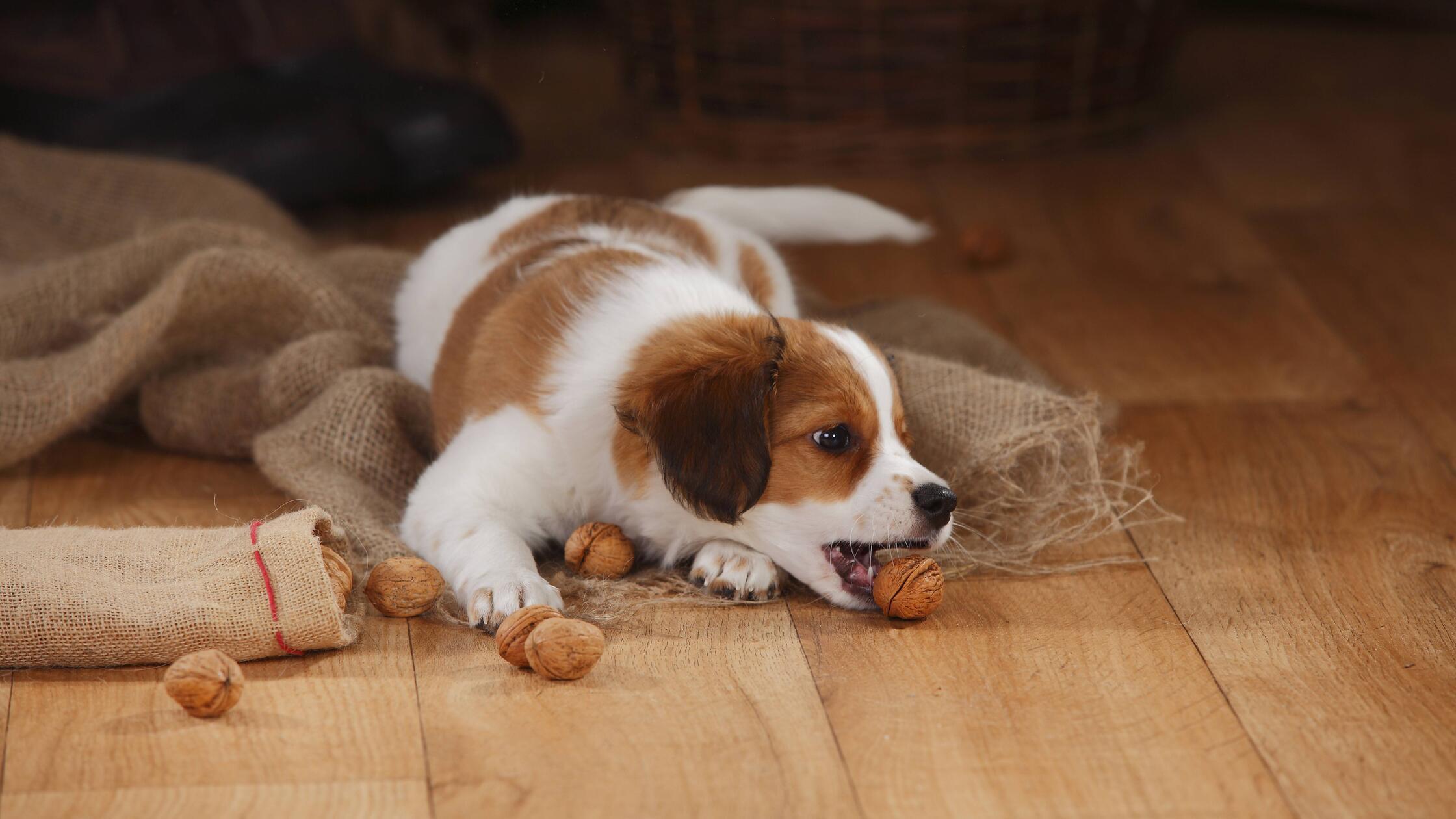 Kooikerhondje puppy playing with walnuts property 