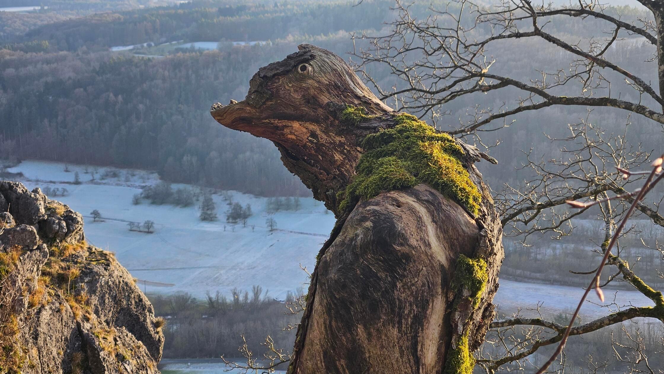 Schöner Baumstumpf auf der Houbirg.