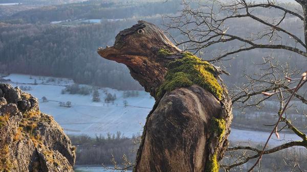 Schöner Baumstumpf auf der Houbirg.