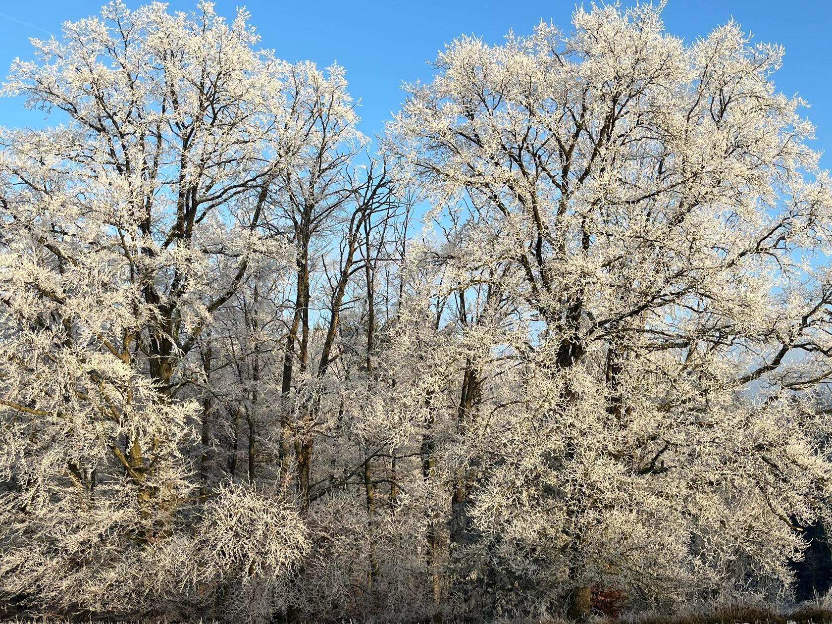 Zauberhafter Anblick: In Reif eingehüllte Bäume bei Großviehberg.