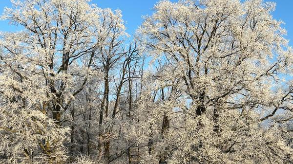 Zauberhafter Anblick: In Reif eingehüllte Bäume bei Großviehberg.