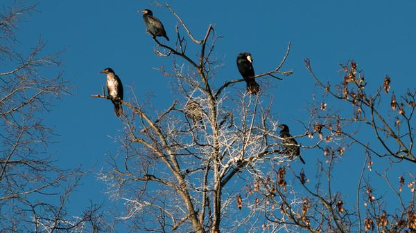 Kormorane am Happurger Stausee.