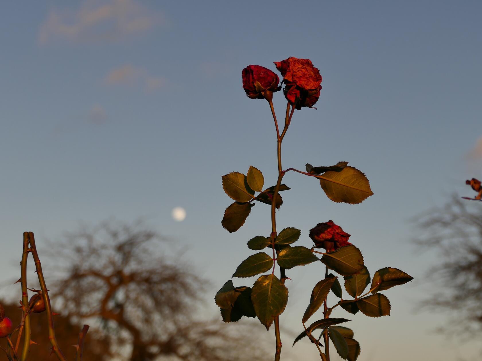 Die Rosenblüte aus dem letzten Jahr hält sich tapfer vor dem morgigen Januarvollmond. Fotografiert zwischen Reichenschwand und Altensittenbach.