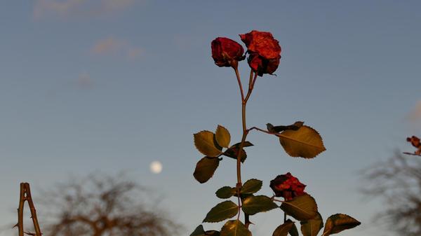 Die Rosenblüte aus dem letzten Jahr hält sich tapfer vor dem morgigen Januarvollmond. Fotografiert zwischen Reichenschwand und Altensittenbach.