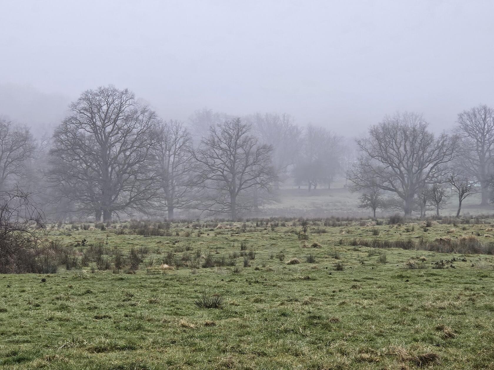 Der Kuhanger in Richtung Hansgörgel in Nebel eingehüllt.
