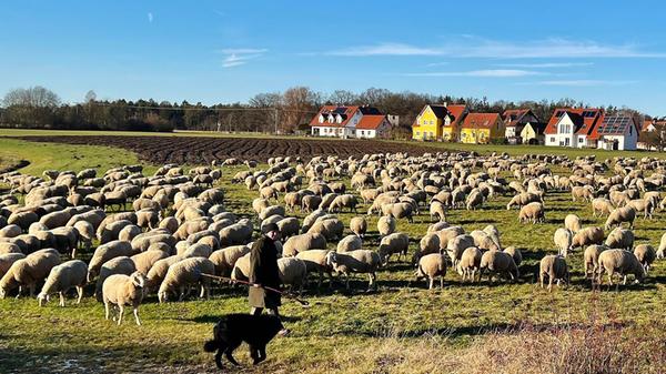 Um das Leben eine hauptberuflichen Schäfers ranken