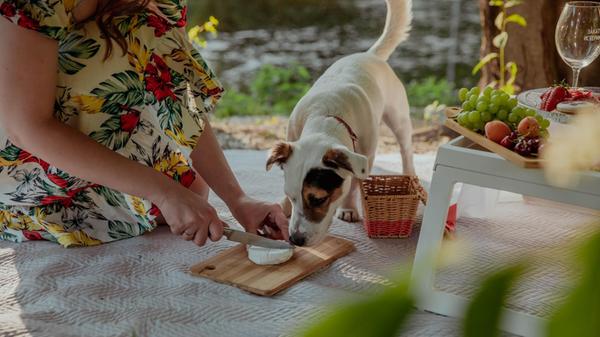 Girl treats a dog with cheese at a picnic. High qu