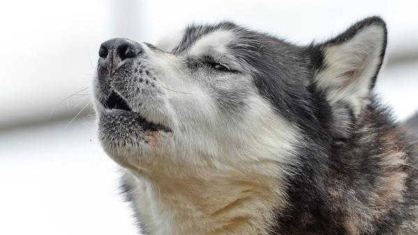 Ein Schlittenhund setzt zum Wolfsheulen an am 30.0