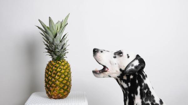 Dog dalmatian and pineapple on white background