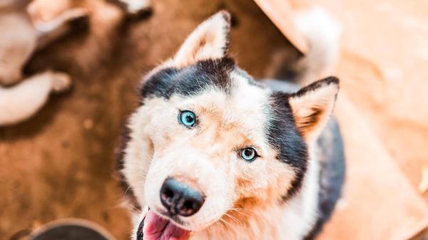 Nahaufnahme eines niedlichen Husky Hundes, der in