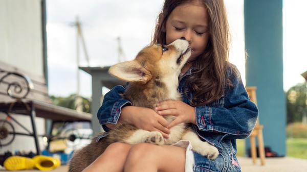 Happy little girl hug and kiss pretty corgi dog si