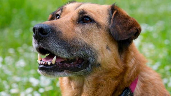 Schäferhundmischling *** Sheepdog mongrel 1045601