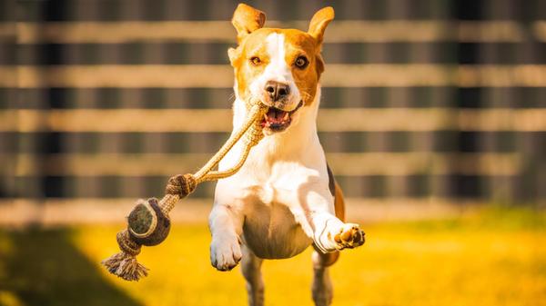 Fröhlicher Beagle Hund im Garten läuft und hüpft l