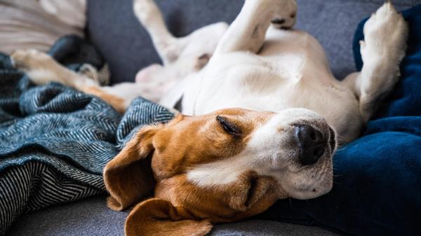 Beagle Hund müde schläft auf einer Couch auf dem R