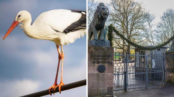 2025-01-23_16-52_collage