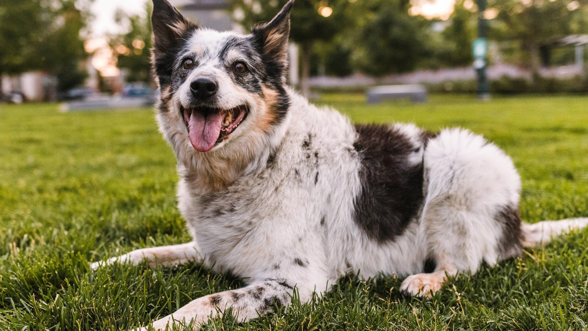 happy smiling Border Collie mixed breed rescue dog