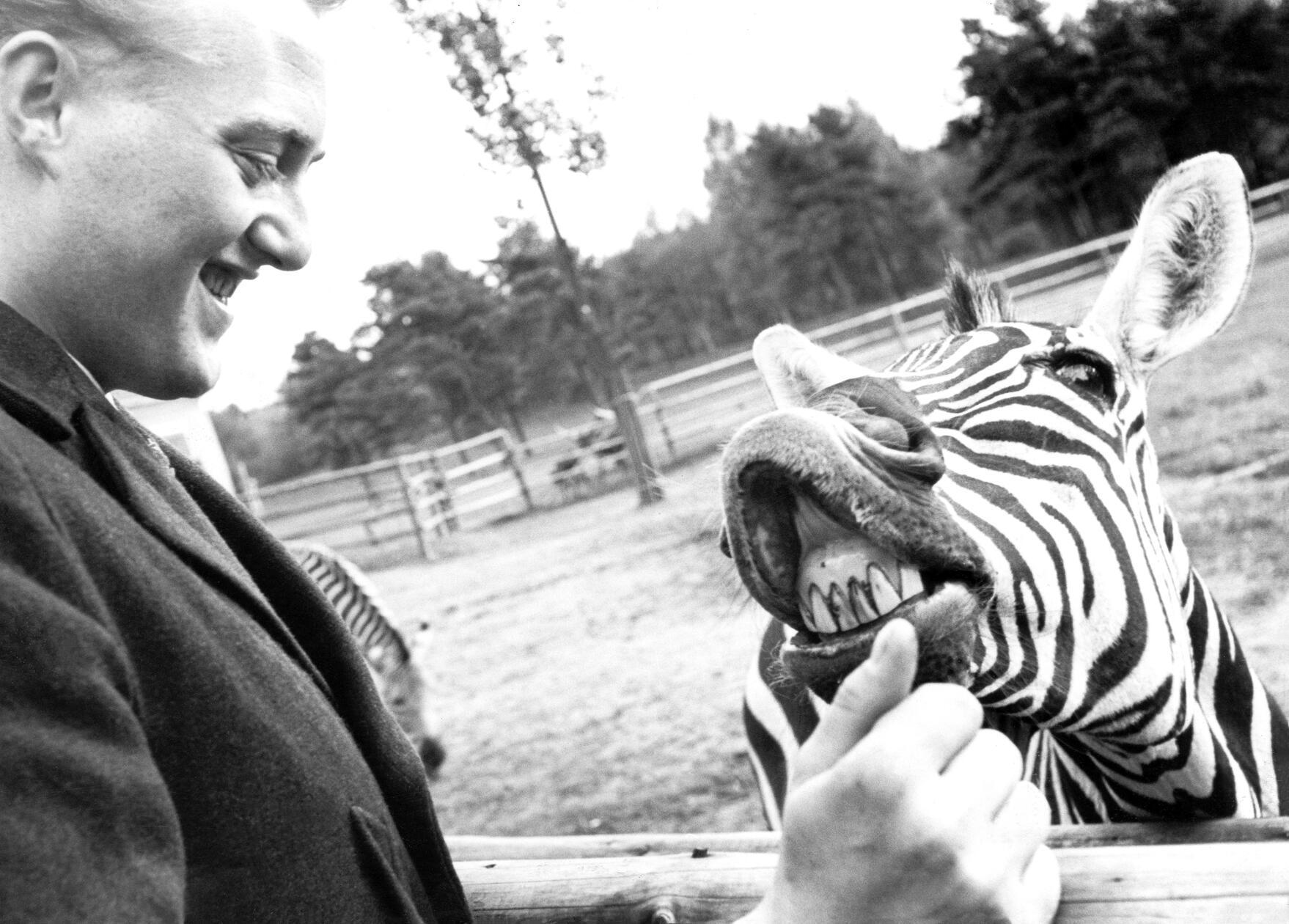 Freude und Zuversicht in schweren Zeiten zu schenken, war das Ziel der „Herzenswunsch-Aktion“ der Zeitschrift „Wochenend“. So wurde für den fast vollständig erblindeten 22-jährigen Peter Maul im Jahr 1954 ein lang gehegter Wunsch Wirklichkeit. Er gewann eine sechstägige Reise nach Nürnberg, inklusive betreuter Stadtführung und Besuch im Opern- und Schauspielhaus. Ein Highlight war für ihn sein allererster Ausflug in den Tiergarten, bei dem er einige Tiere aus nächster Nähe erleben durfte. Besonders angetan war er von einem Zebra, das sich ihm - wohl wegen des Zwiebacks in seiner Tasche - neugierig näherte.