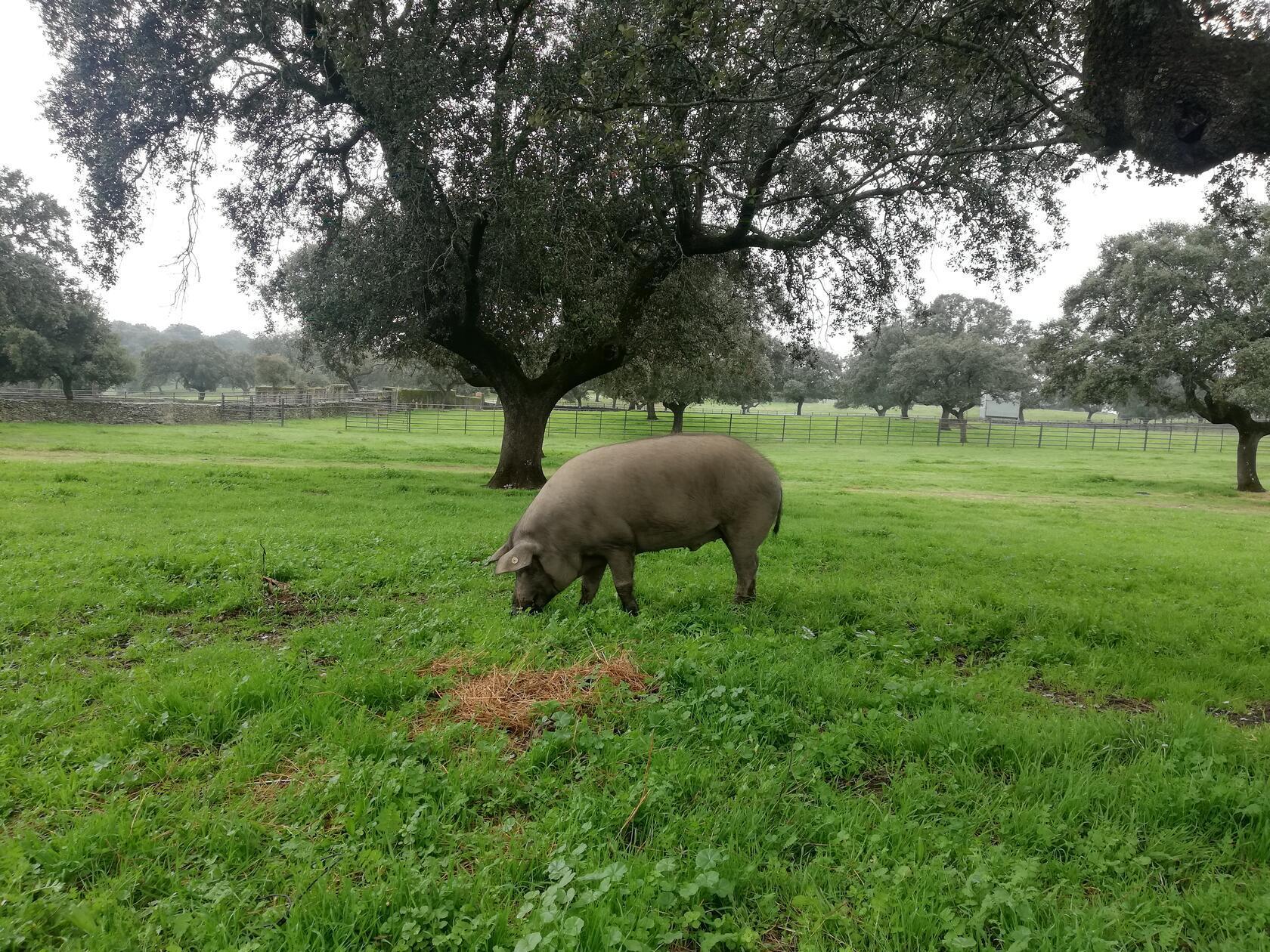 Wer genug Vögel beobachtet hat, kann sich in der Umgebung eine der Aufzuchten von Iberischen Schweinen ansehen.