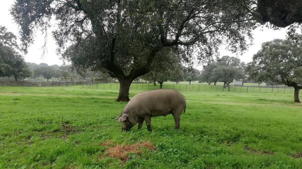 Wer genug Vögel beobachtet hat, kann sich in der Umgebung eine der Aufzuchten von Iberischen Schweinen ansehen.