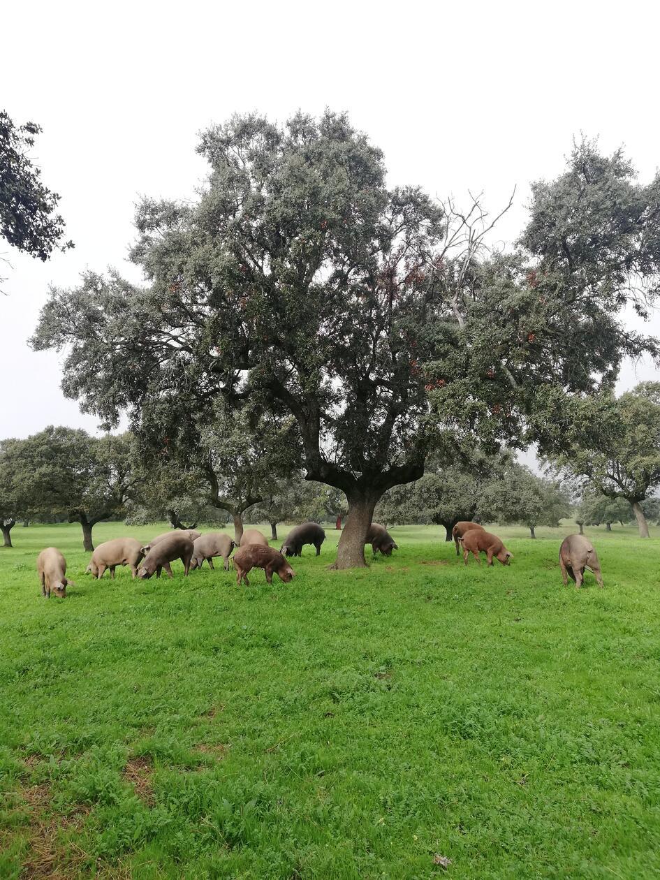 Man ahnt es: Aus diesen niedlichen Gesellen wird später einmal der leckere Schinken...