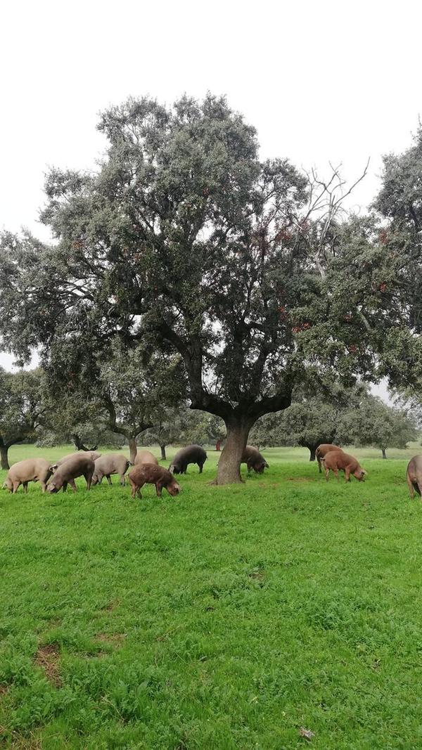 Man ahnt es: Aus diesen niedlichen Gesellen wird später einmal der leckere Schinken...