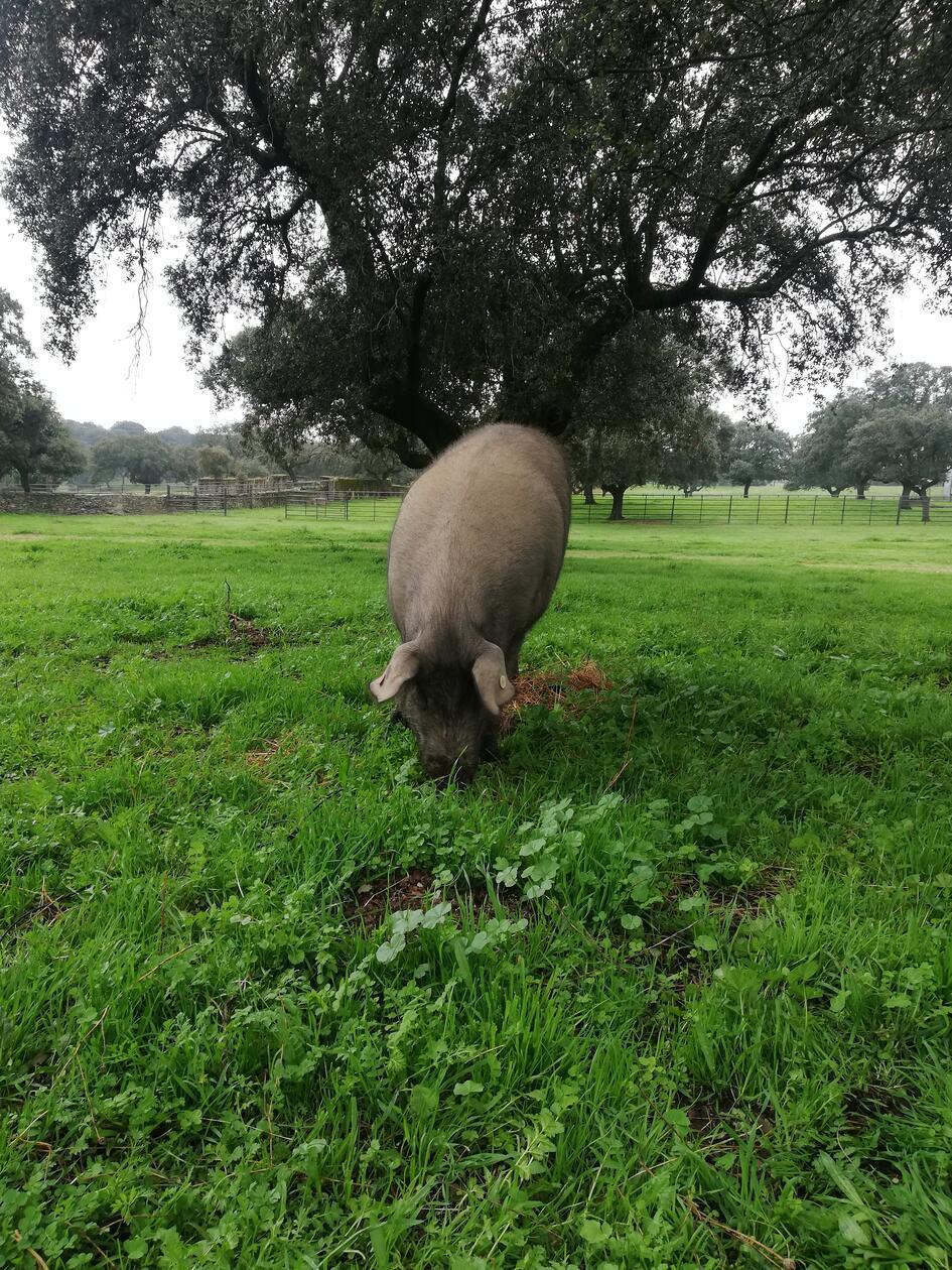 Aber bis dahin haben sie ein schönes Leben. Um als Iberischer Schinken verkauft zu werden, müssen die Tiere viel Platz zum Rumlaufen haben und genug Eicheln, um sich daran sattzufressen.