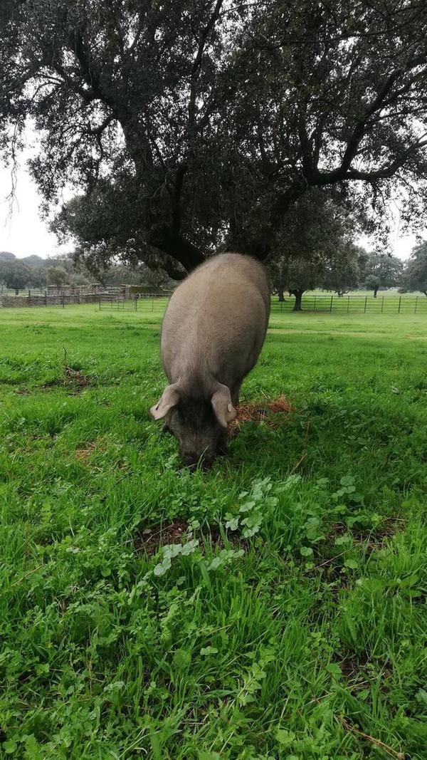 Aber bis dahin haben sie ein schönes Leben. Um als Iberischer Schinken verkauft zu werden, müssen die Tiere viel Platz zum Rumlaufen haben und genug Eicheln, um sich daran sattzufressen.