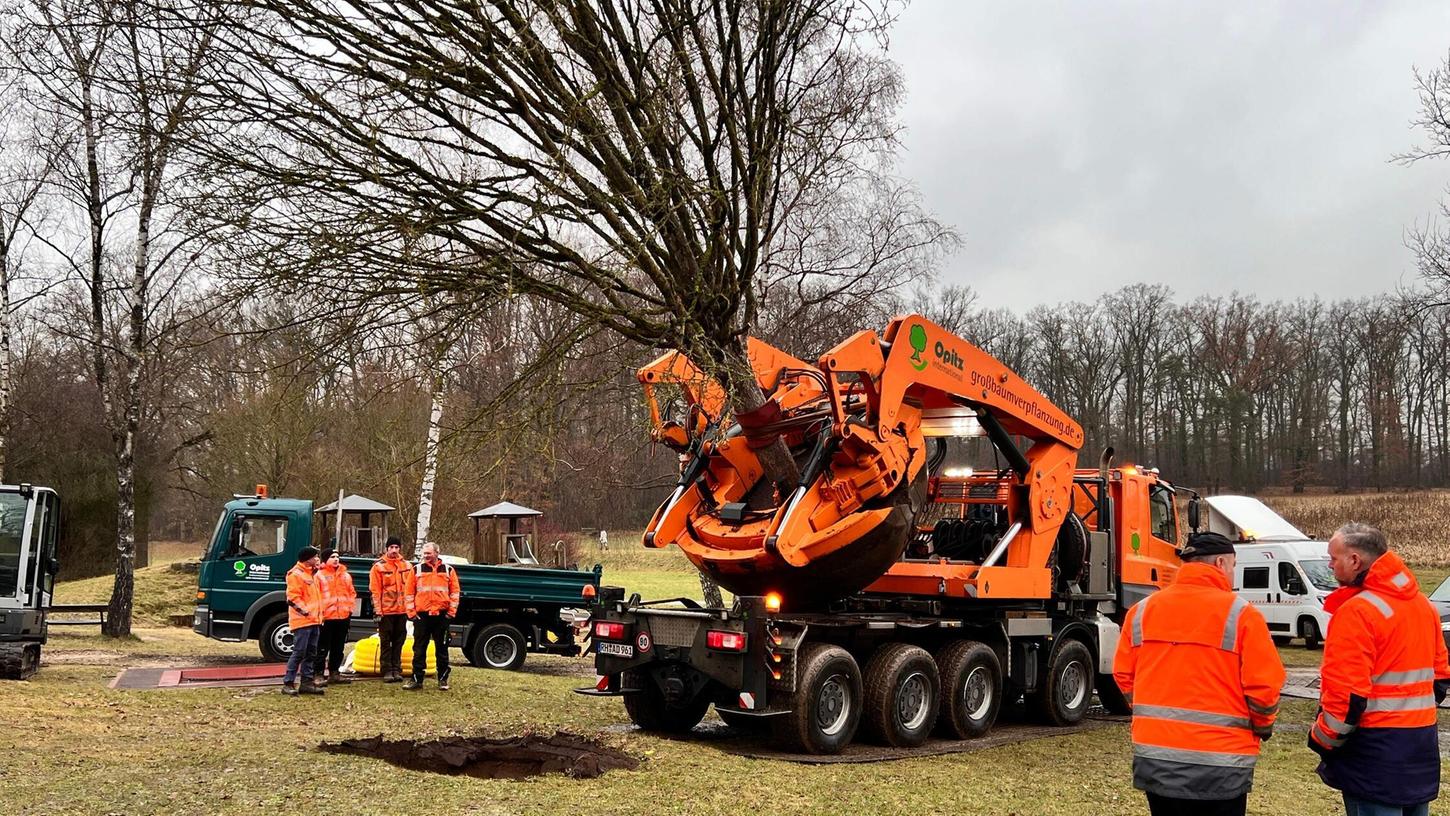 Mit einem speziellen Großgerät wurden die Bäume im Schulhof in der Mühlstraße erst entfernt und dann im Steiner Totholzgarten wieder eingepflanzt. Mit einem speziellen Großgerät wurden die Bäume im Schulhof in der Mühlstraße erst entfernt und dann im Steiner Totholzgarten wieder eingepflanzt.