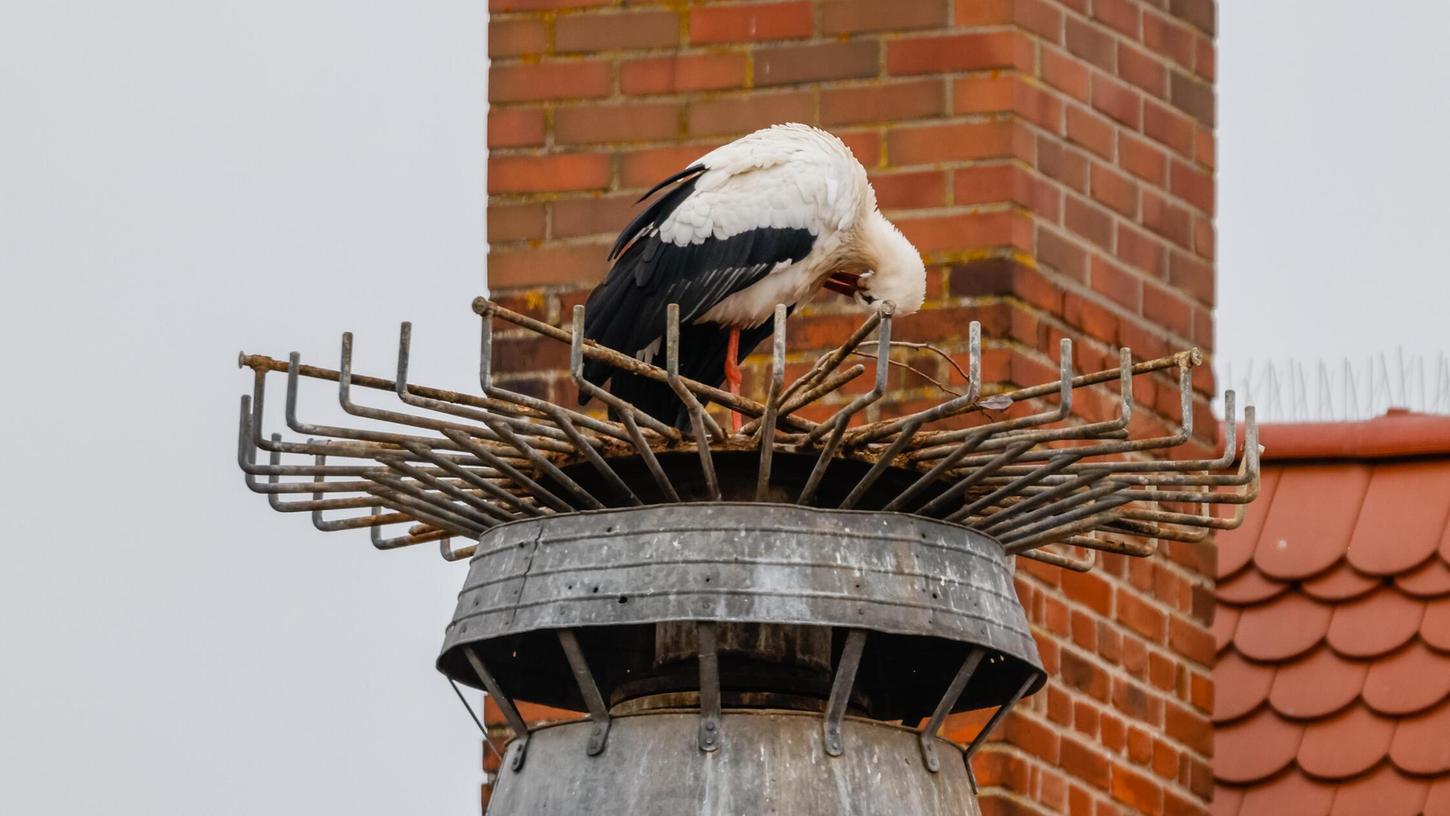 Der Vacher Weißstorch sitzt ohne Nest auf seinem Metallring. Der Vacher Weißstorch sitzt ohne Nest auf seinem Metallring.