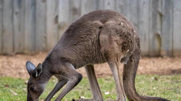 Wildlife At The Cincinnati Zoo A kangaroo is seen