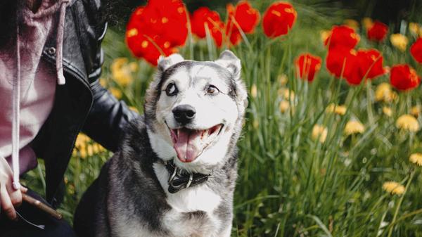 Hund sitzt glücklich neben einem Menschen inmitten