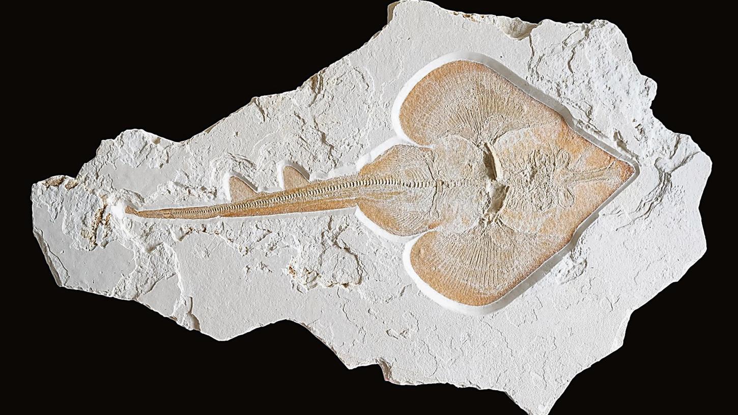 Das Fossil ist das erste beschriebene Exemplar einer bisher unbekannten Rochenart. Das Fossil ist das erste beschriebene Exemplar einer bisher unbekannten Rochenart.