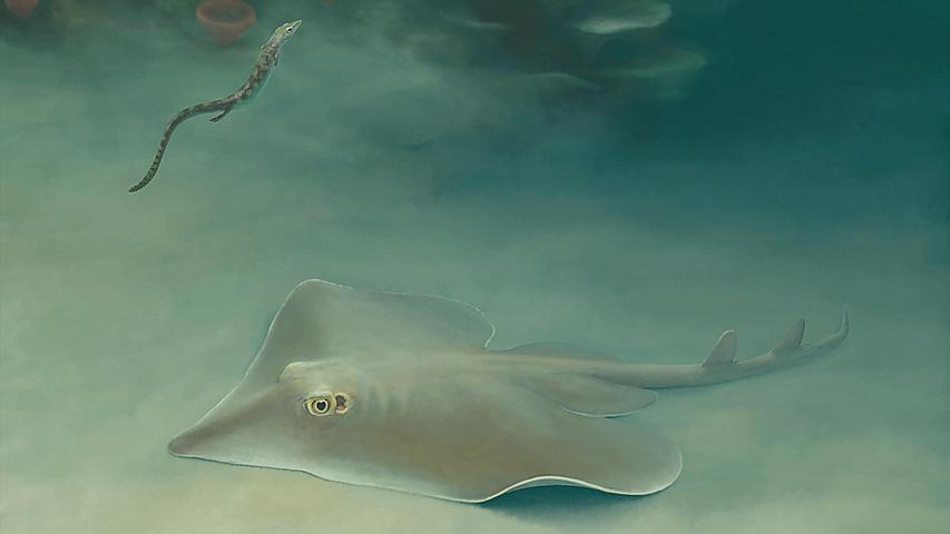Die Entdeckung gibt neue Einblicke in die Evolution der Batomorphii, einer Gruppe der Knorpelfische, zu der auch moderne Rochen gehören. Die Entdeckung gibt neue Einblicke in die Evolution der Batomorphii, einer Gruppe der Knorpelfische, zu der auch moderne Rochen gehören.