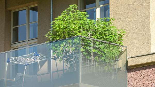 Hanfpflanzen auf dem Balkon, Neukölln, Berlin, Deu