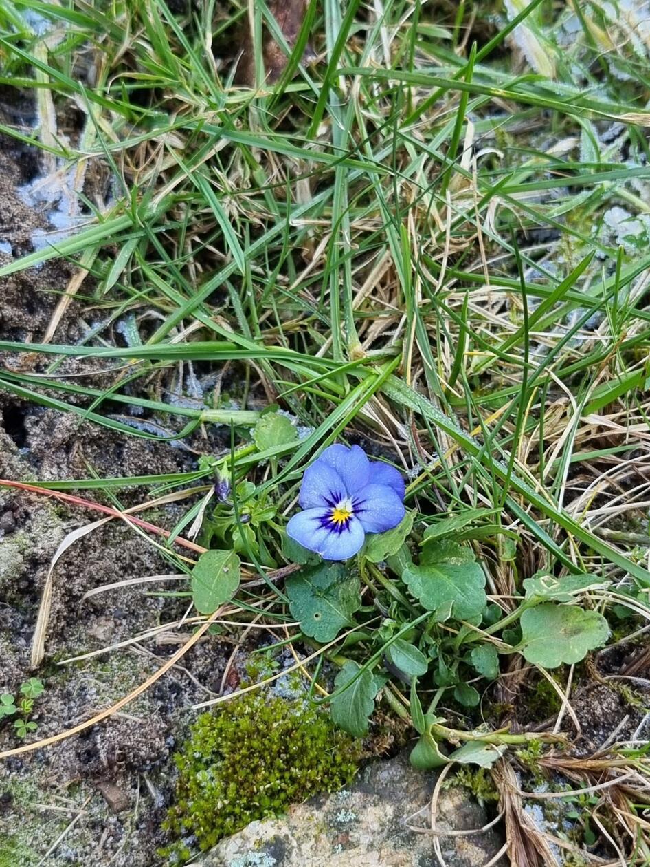 "Trotz des Raureifs bin ich schon da", beschreibt unser Leserfotograf sein Foto, welches ein Hornveilchen zeigt.