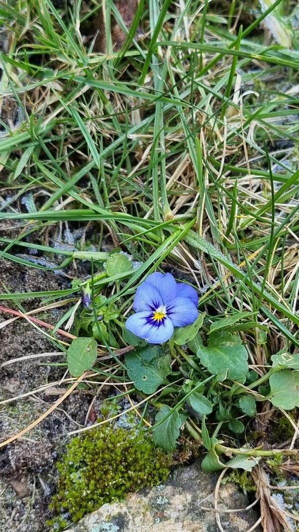 "Trotz des Raureifs bin ich schon da", beschreibt unser Leserfotograf sein Foto, welches ein Hornveilchen zeigt.