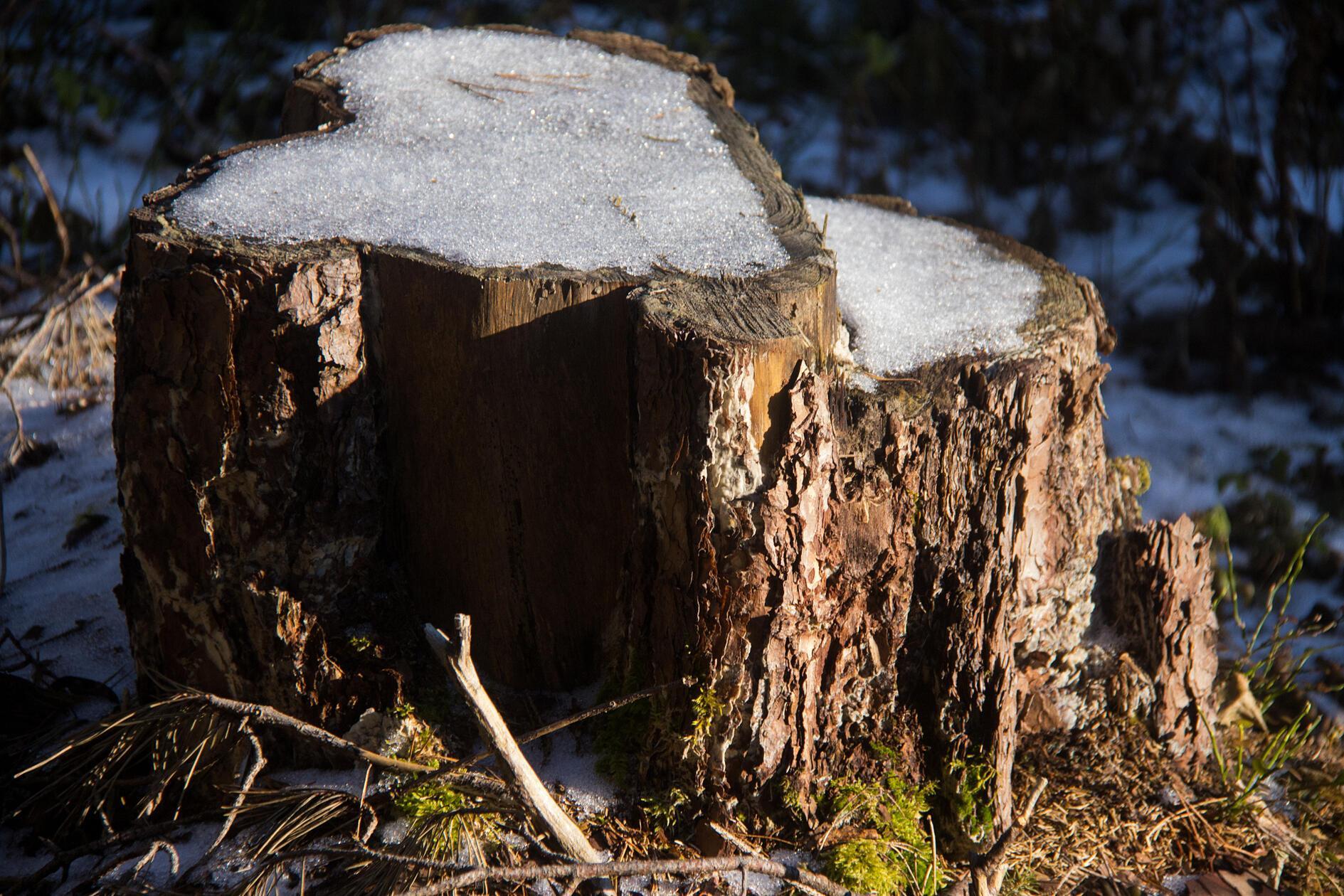 Letzte Schneereste - fotografiert im Wald in der Nähe von Schupf.
