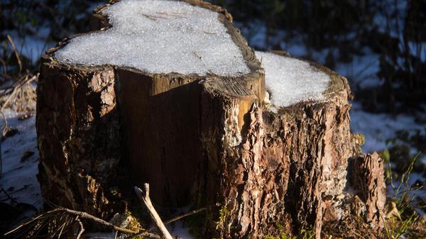 Letzte Schneereste - fotografiert im Wald in der Nähe von Schupf.