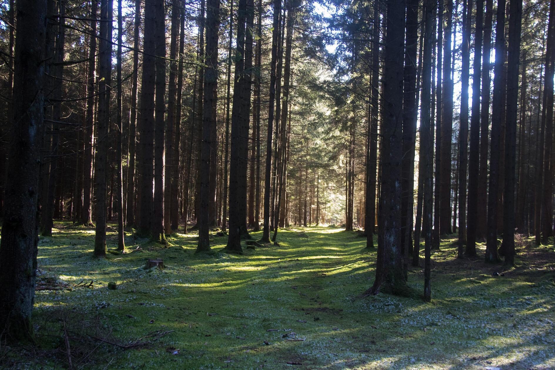 Mit "Walddurchblick" beschreibt unsere Leserfotografin ihre Aufnahme, welche sie beim Windpark in der Nähe von Schupf gemacht hat.