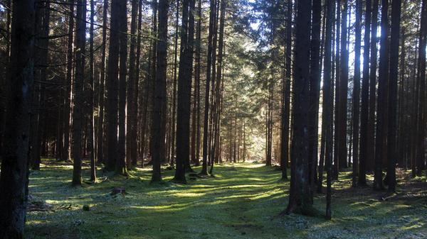 Mit "Walddurchblick" beschreibt unsere Leserfotografin ihre Aufnahme, welche sie beim Windpark in der Nähe von Schupf gemacht hat.