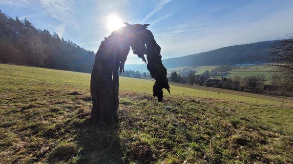 Knorriger, alter Baum - fotografiert bei Kainsbach.