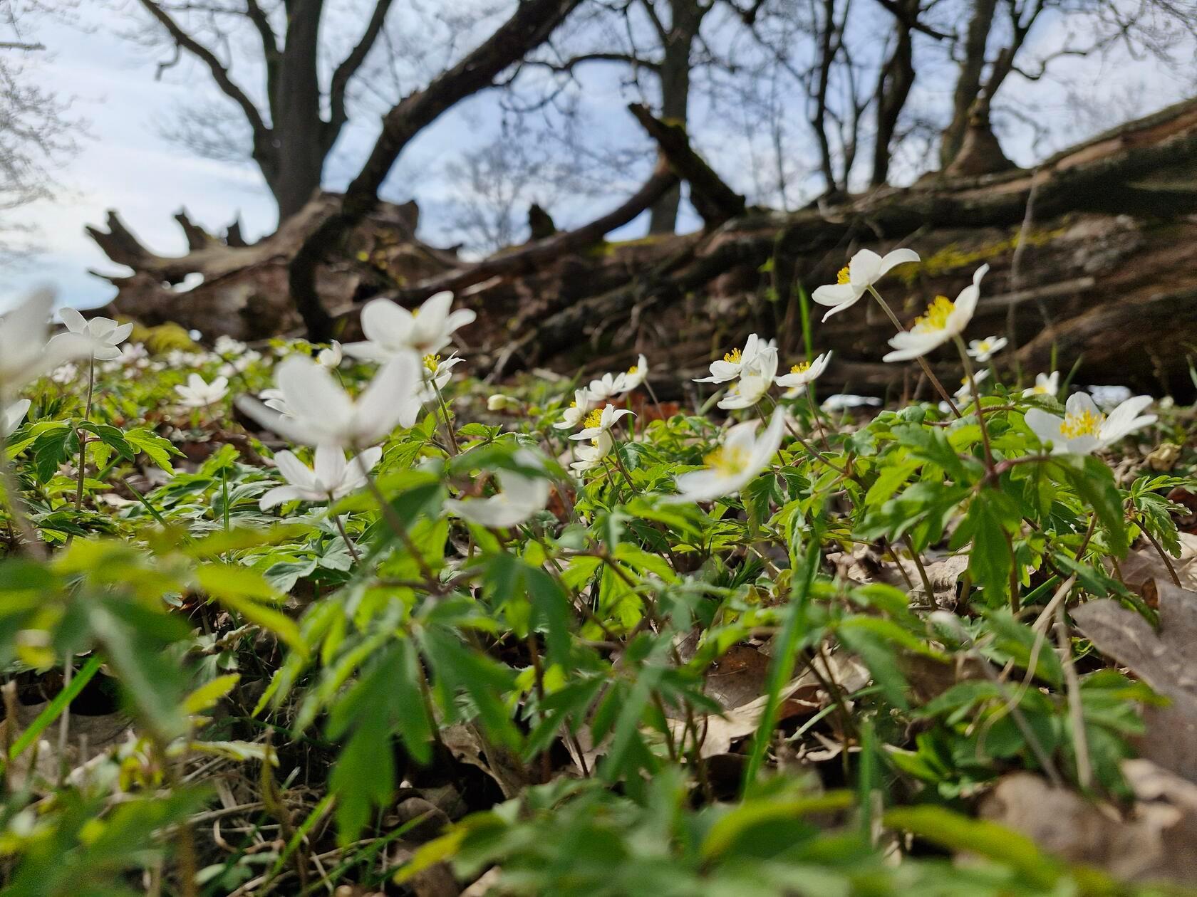 Buschwindröschen am Glatzenstein.