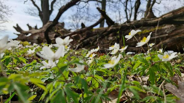 Buschwindröschen am Glatzenstein.