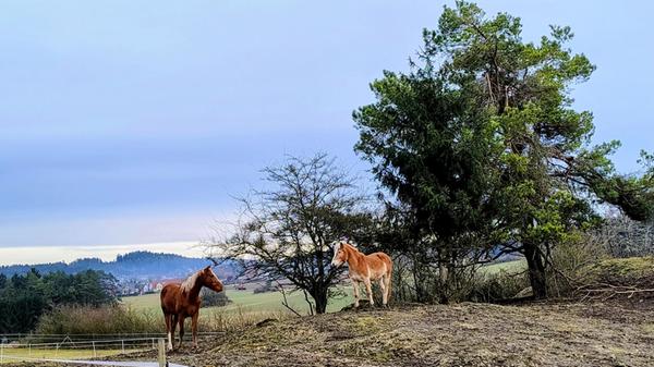 Schöne Idylle am Wörleinshof bei Alfeld.