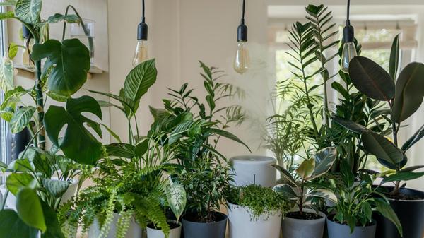 Im Poolhouse, in Nürnberg, findet am Freitag, 7. Februar (10 Uhr bis 19 Uhr) Samstag, 8. Februar (10 Uhr bis 18 Uhr), ein großer Pflanzenverkauf statt. Vor Ort gibt es eine Auswahl an Baby-Pflanzen zum Minipreis ab 1,99 Euro, Zimmerpflanzen, wie Monstera, Ficus, Pothos, Pilea, Töpfe und Übertöpfe, Botaniker-Zubehör sowie Deko-Artikel. Wichtig ist, sich im Voraus ein kostenloses Ticket zu kaufen, Pflanzen-Fans können nur mit Karte bezahlen.