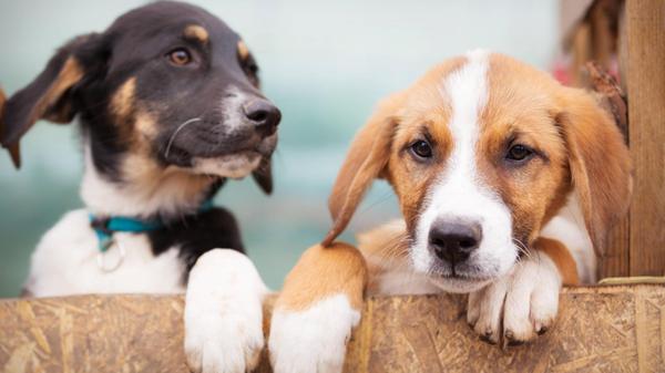 Porträt von zwei traurigen Hundewelpen im Tierheim